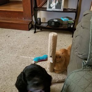 Meet your Posher, Noelle